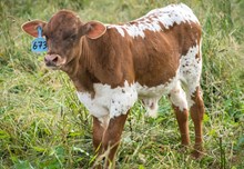 2024 Bull (Double Spice)