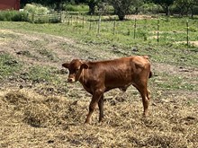 Mama Jama X Droppin Bull