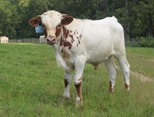 2022 BULL (SAFARI'S ROXY)