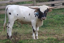2021 BULL (PEPPER)