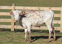 2020 BULL (SASSAFRAS)