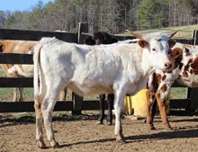 2020 HEIFER (ISABEL)