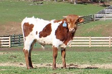 2020 BULL (BABY GIRL)