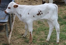 2024 BULL (GRAND FIONA)