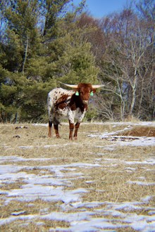 LJ Annie Oakley