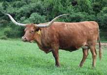 Toro's Slick Rhythm