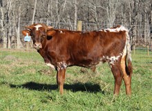 2024 Bull (Double Dottie)