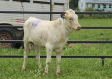 2021 HEIFER (DAWN'S SOUTHERN STAR)