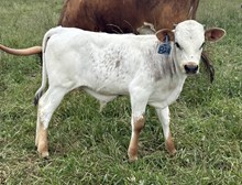 2025 Bull (La Becca)