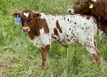 2025 Bull (Somora Hottie)
