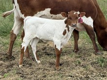 2025 Heifer (Grande Desire)