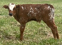 Autumn Bull 2025