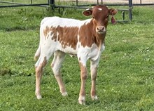 2025 Heifer (Catchit’s Penny)