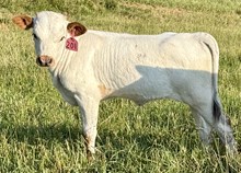 2025 Heifer (Josey’s Girl)