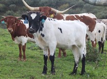 2021 BULL (REVENUES OREO)