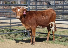 LTL CUTE N' TUFF 808
