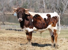 2021 BULL (SUNHAVEN LOOMY)