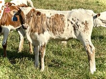 2025 Bull (Classic Opal)