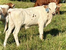 2025 Bull (Lynnette)