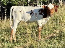 2025 Heifer (Hot Jewl)