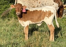 2025 Heifer (Casanova Lass)