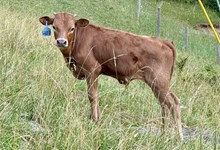 2025 Bull (So Long Nashville)