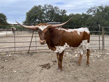 LTL COWBOY DOC