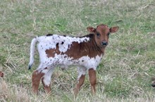 Jewel Bull Calf