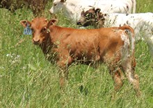2022 BULL (SLICK RHYTHM)