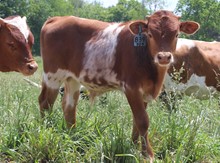 2022 BULL (ROWDYS HONEYBEE)