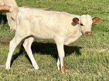 2025 Heifer (Sassy Kat)