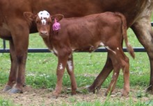 2022 HEIFER (DUNN CUTIE)