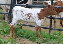 2022 HEIFER (ROSEBUD)