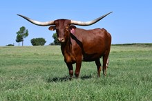 OHL Red Velvet