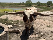 3P VAN HORNE COWBOY